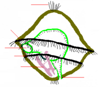 Trochophore larva[25]