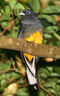 White-tailed Trogon, Trogon viridis