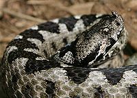 Vipera ammodytes 2.jpg