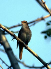 Luscinia megarhynchos Istria 01.jpg