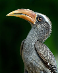 Malabar Grey HornbillOcyceros griseus