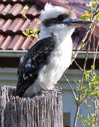 Laughing Kookaburra