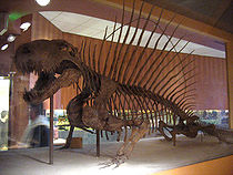 Dimetrodon grandis skeleton at the National Museum of Natural History of U.S.A.