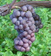 Pinot gris