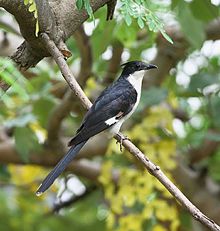 Pied Cuckoo, Clamator jacobinus