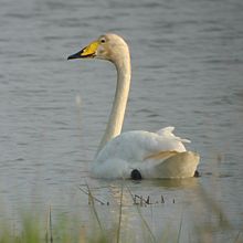 Whooper Swan (Cygnus cygnus), a member of the Anatidae