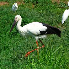 Oriental Stork, Ciconia boyciana