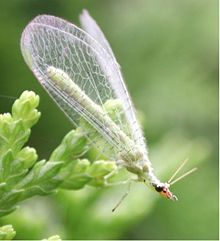 Unidentified green lacewing. These are probably the most familiar Neuroptera.