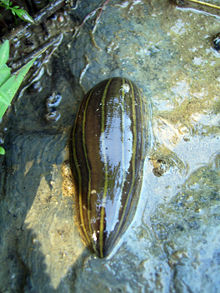 A leech in China