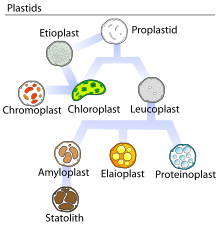 Plastids types.svg