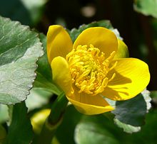 Caltha palustris