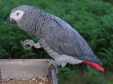 Congo African Grey Parrot