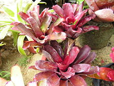 Bromeliad3.jpg