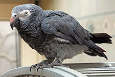 Timneh African Grey Parrot