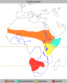 Distribution of ostriches.