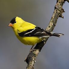 Male in summer plumage