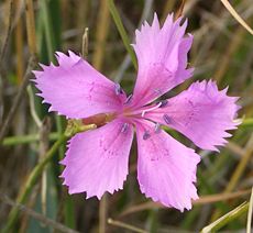 Dianthus caryophyllus