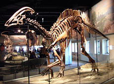 Parasaurolophus cyrtocristatus, Field Museum of Natural History.