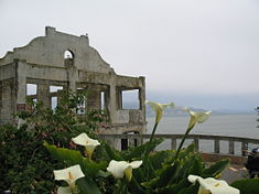 Flowers on Alcatraz. In the background is the Social Hall, destroyed by fire during the Indian occupation.