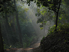 View from inside the Jim Corbett National Park.