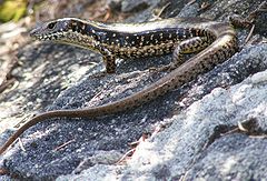 A Skink found at the Malabar Battery