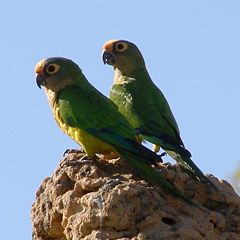 Peach-fronted Parakeets (Aratinga aurea)on a termite mound in Brazil