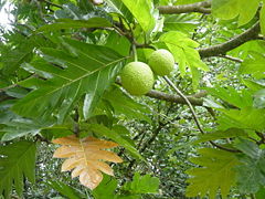 Breadfruit cultivated on Hawai'i Island