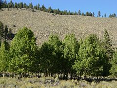 A Quaking Aspen grove