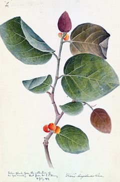 Illustration of Ficus benghalensis