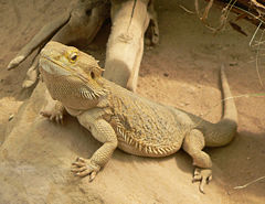 Central bearded dragon, Pogona vitticeps