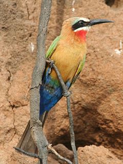 White-fronted Bee-eater, (Merops bullockoides)