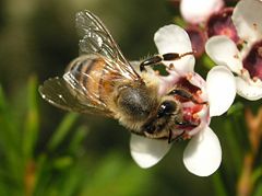 European honey bee on Geraldton wax flower