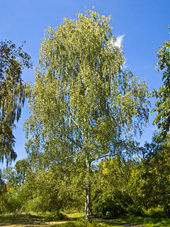 Silver Birch