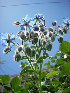 Borage flower