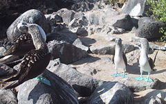 Blue-footed Booby