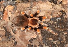 Mexican redknee tarantula Brachypelma smithi