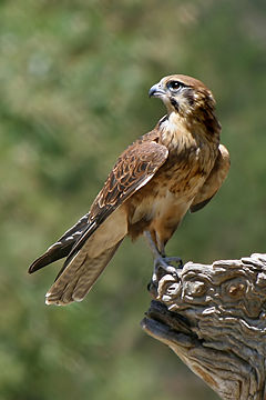 Brown FalconFalco berigora