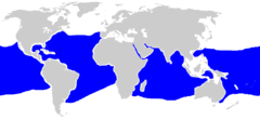 Range of oceanic whitetip shark