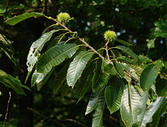 Sweet Chestnut Castanea sativa