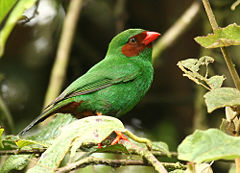 Grass-green Tanager, Chlorornis riefferii