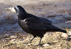 Corvus frugilegus 2.jpg