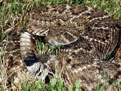 Crotalus atrox