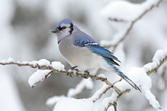 Blue JayCyanocitta cristata