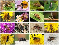 A poster with sixteen different species of flies