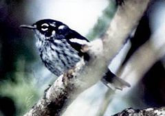 Elfin-woods Warbler.JPG