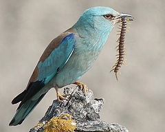 European RollerCoracias garrulus