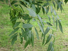 European Ash (Fraxinus excelsior)