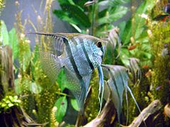 Common freshwater angelfish,Pterophyllum scalare