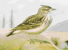 Crested Lark