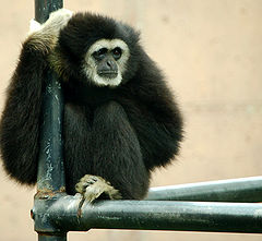 Lar Gibbon (Hylobates lar)